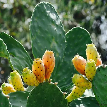 La Lumia & Bed and Breakfast