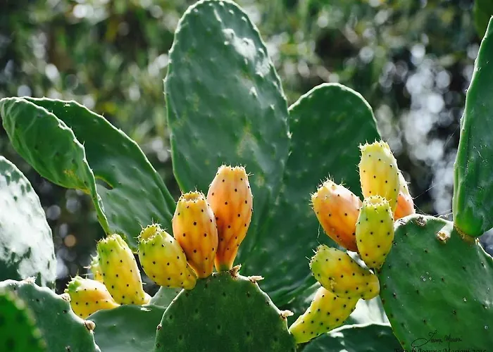 La Lumia & Couette-café